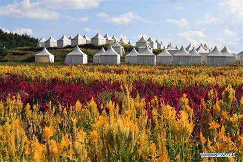 Colorful Flower Fields Boost Tourism In Southwest China S Yunnan