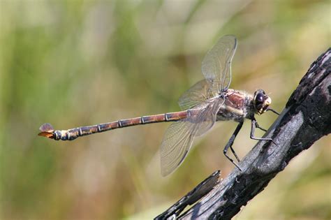 Bug of the week - Giant Dragonfly | Amazing Pest Facts