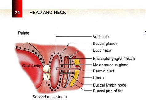 Bd Chaurasias Human Anatomy Volume Head Neck And Bra Flickr