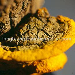 Phellinus Linteus Extract mushroom extract from China manufacturer ...