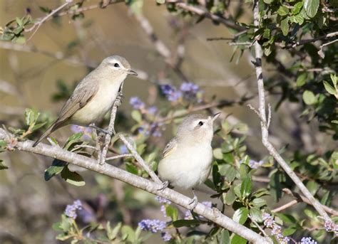 Warbling Vireo San Diego Bird Spot