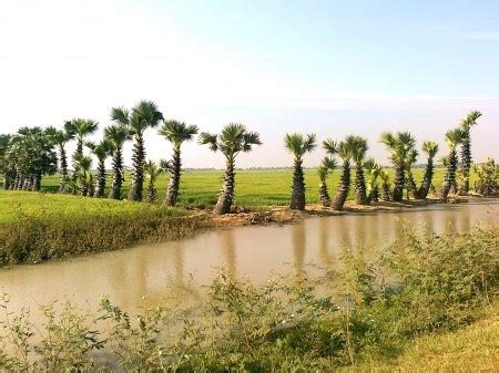 Cambodia Photograph: Beautiful Photo in Cambodia of Palm Tree