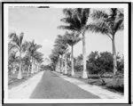 Avenue Of Royal Palms Musa Isle Miami Fla Digital File From