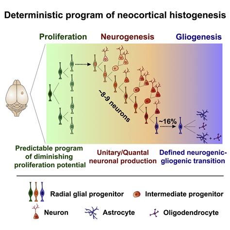 Deterministic Progenitor Behavior And Unitary Production Of Neurons In