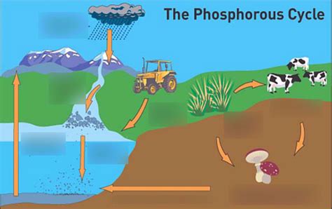 Phosphorus Cycle Diagram Quizlet