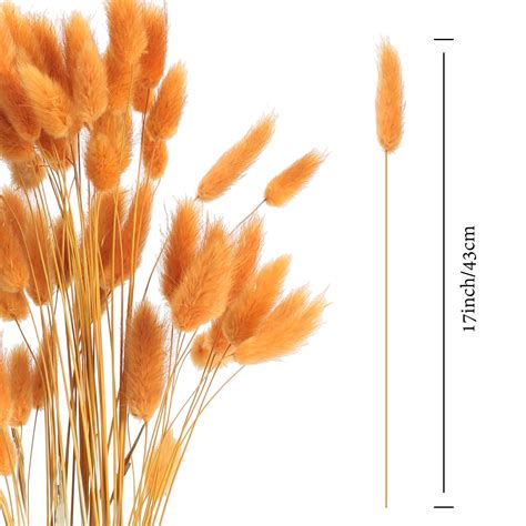 Xhxstore 120pcs Fall Dried Flowers Orange Bunny Tails Dried Flowers Natural Lagurus Ovatus