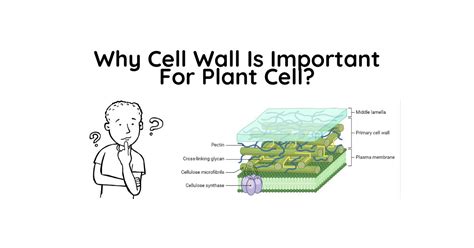 Why Cell Wall Is Important For Plant Cell Learn Biology Biology Quest