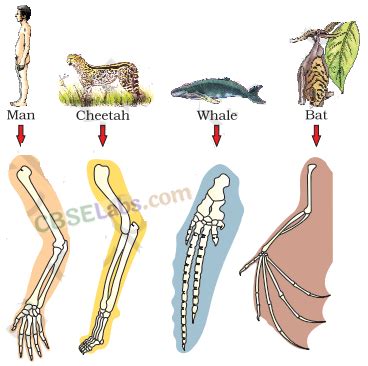 Evolution- CBSE Notes for Class 12 Biology - StudyOnline.blog