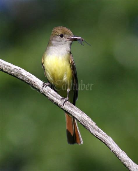 Great Crested Flycatcher Bringing Food To The Nest Hole In Walworth