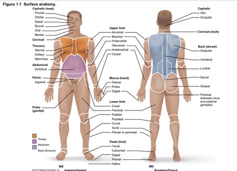 Regions Of The Human Body Figure 1 1 Diagram Quizlet