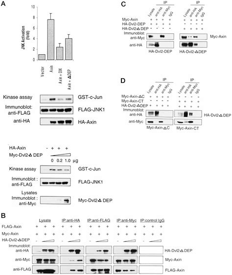 Axin Activation Of JNK Is Inhibited By Dvl2 A Dvl2 DIX Or Dvl2 DEP