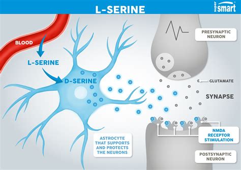 L Serine The Definitive Serine Supplement Benefits Dosage