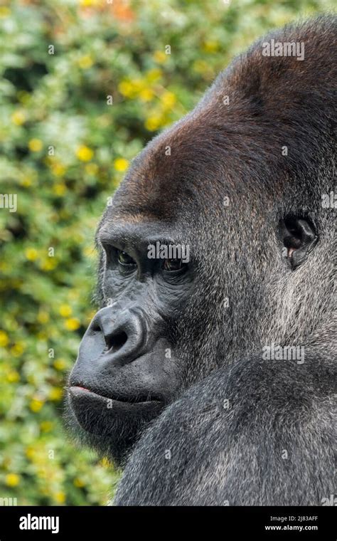 Western Lowland Gorilla Gorilla Gorilla Gorilla Male Silverback Close