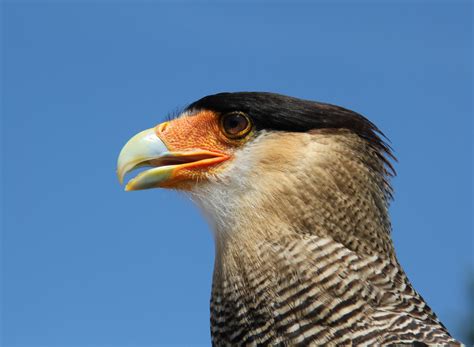 Free Images Wing Wildlife Portrait Beak Usa Feather Fauna