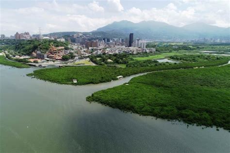 臺北市政府工務局水利工程處 新聞稿 北市推動關渡紅樹林疏伐規劃設計工作 期中初步成果出爐