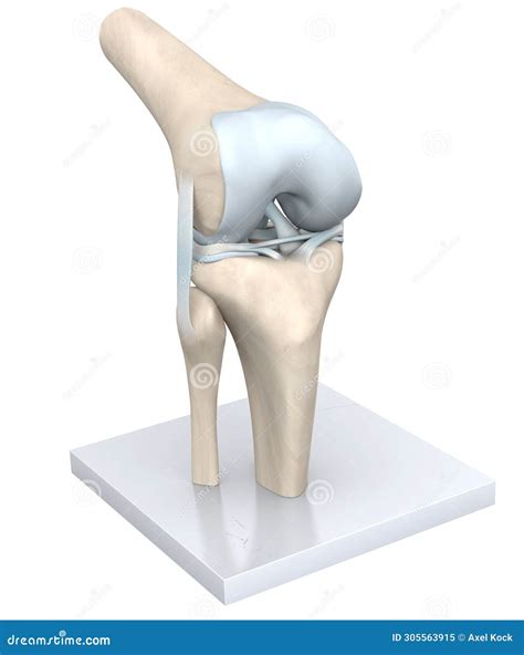 Model Of A Healthy Knee Joint Bones Cartilage Ligaments And Meniscus