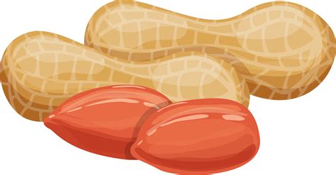 Peanut Clipart