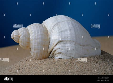 Large White Common Whelk Buccinum Undatum Shell On Sand Stock Photo Alamy