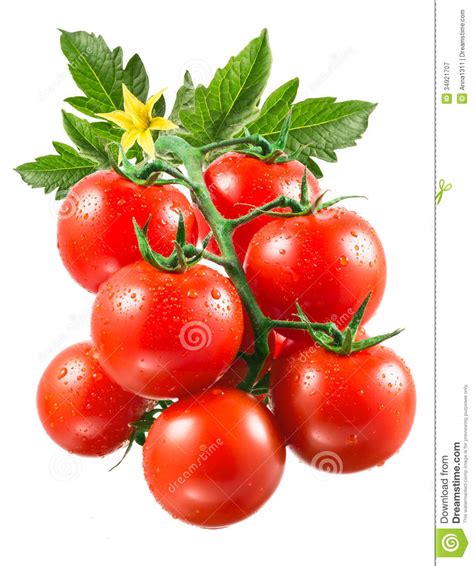 Tomates De Cereja Gotas No Ramo Imagem De Stock Imagem De Gota