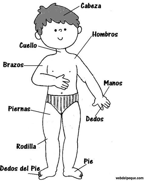 El Cuerpo Humano Y Sus Partes Para Ni Os Imagenes Cuerpo Humano Para