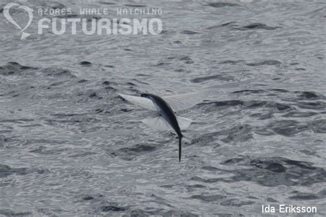 Flying Fish Fact Sheet Azores Whales