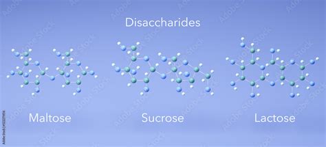 Disaccharide Maltose Sucrose Lactose Molecular Structures D