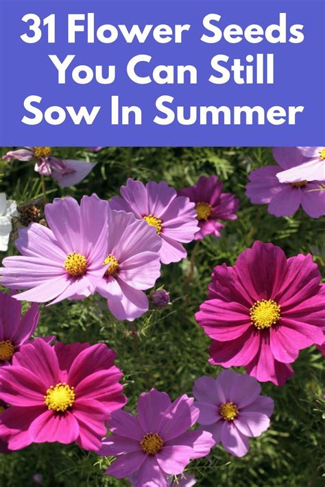 31 Flower Seeds You Can Still Sow In Summer | Flower seeds, Seeds ...