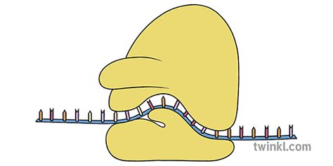 Ribosome Science Cell Diagram Beyond Illustration Twinkl