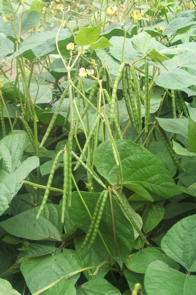 Chilli Seed Vegetable Seeds In India Swastik Seeds