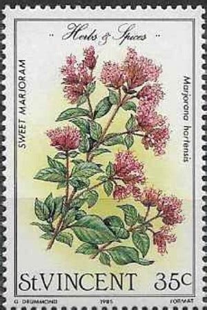 Майоран садовый Origanum majorana Majorana hortensis