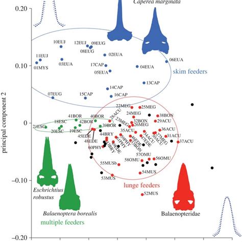 Modern baleen whale phylogeny and feeding strategies. | Download ...