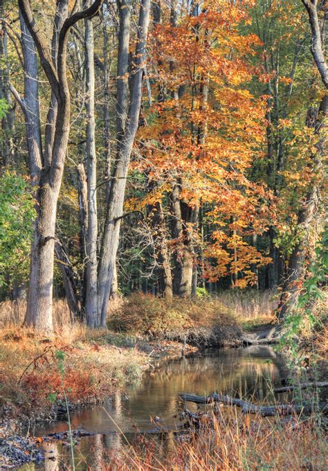 October Foliage Dave Aragona Flickr