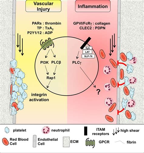 Platelet Immunoreceptor Tyrosine Based Activation Motif Itam