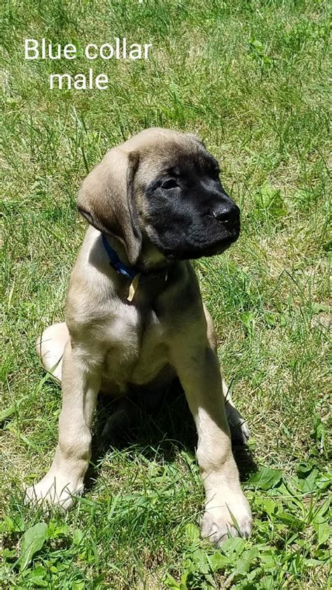 English Mastiff Puppies For Sale Hanover Pa 300928