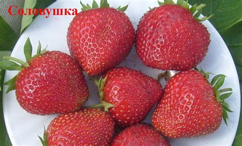 Клубника Берегиня: описание сорта, фото, отзывы садоводов | qlumba.com