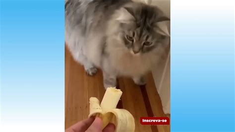 Gato Engracado Faz Cara De Nojo Pra Banana Kkkk Cao E Gato