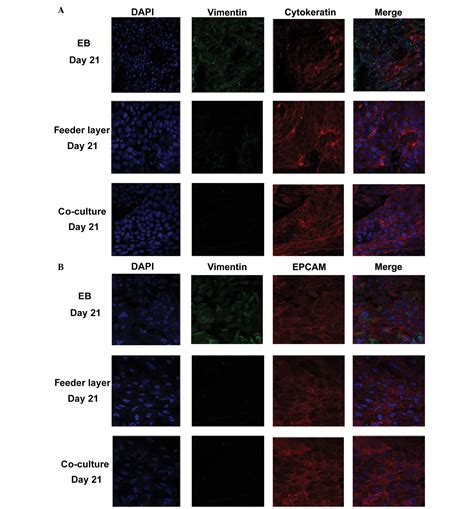 Coculture With Endometrial Stromal Cells Enhances The Differentiation