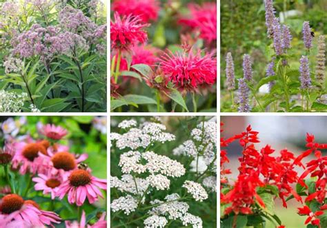 Lowmaintenance Perennials That Will Bloom All Summer Doraemontee