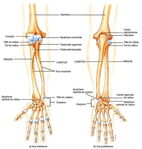 Le Cubitus Et Le Radius OS Et MUSCLES Du BRAS By SERENI Pinterest