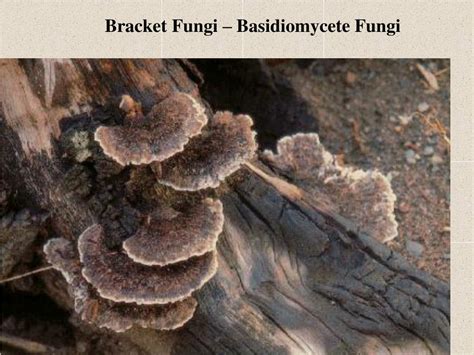 PPT - Fungal Characteristics 1) Cell wall made of Chitin PowerPoint ...