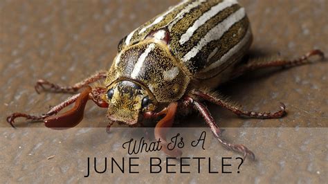 What Is A June Bug? - Science Trends