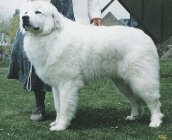 Great Pyrenees Dog Breed Information and Pictures