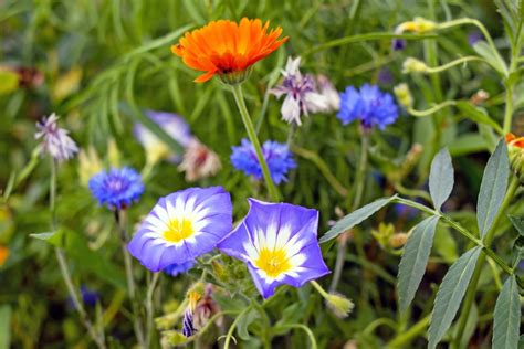 Images Gratuites La Nature Herbe Fleur Champ Prairie Prairie