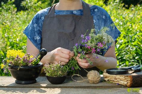 Comment cultiver des plantes médicinales dans votre jardin