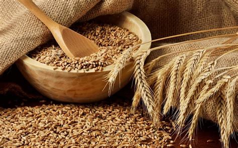 Пшеница купить оптом от производителя с ценой