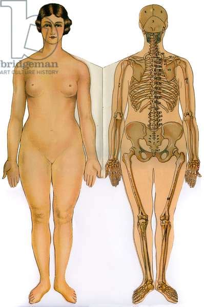 Image Of The Female Body Anatomical Board From Ma Doctoresse