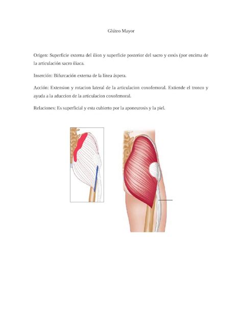 DOCX Músculos Miembro Inferior Anatomia DOKUMEN TIPS