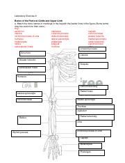 Laboratory 8 ILAG Pdf Laboratory Exercise 8 Bones Of The Pectoral