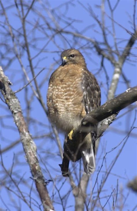 Mdc Animal Of The Week Red Shouldered Hawk Christian County