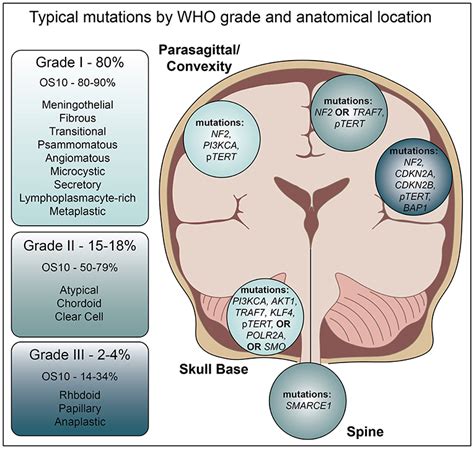 Frontiers Recent Advances In Meningioma Immunogenetics